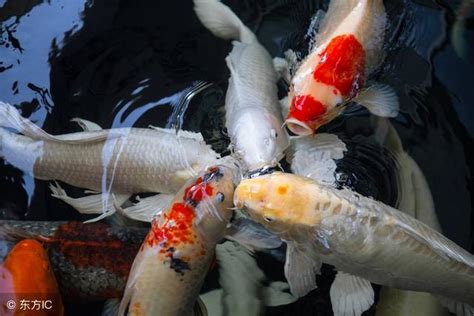 夢見釣到很多魚|夢見魚